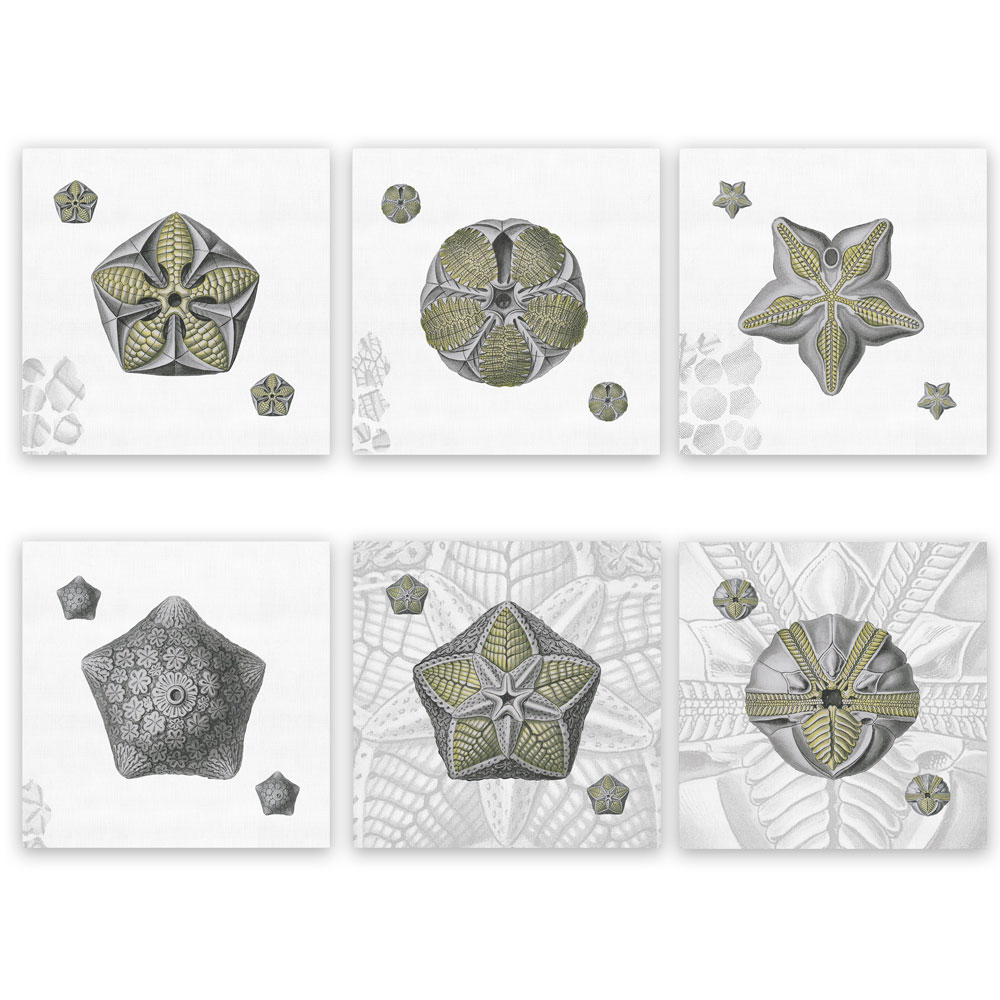 Set de 6 servilletas "Blastoidea"