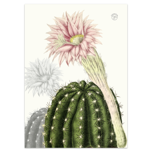 Secador Cactus 1 - Imagen 2